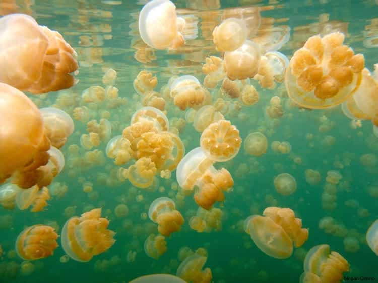 Jellyfish Lake_Business Insider