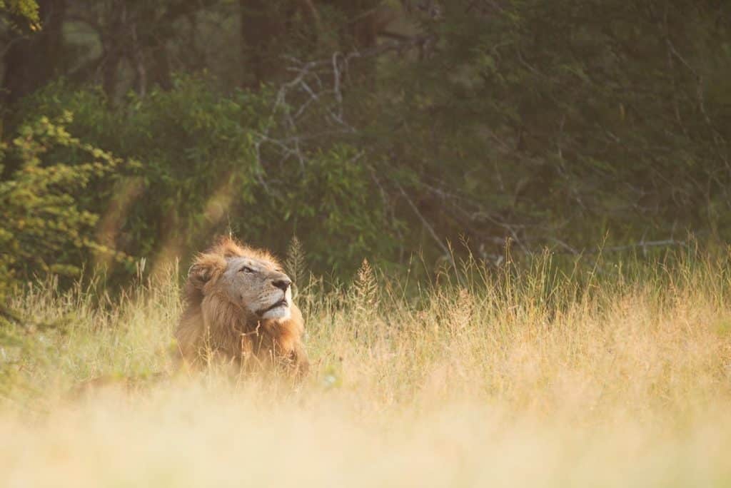 Kruger National Park_Best Virtual Tours