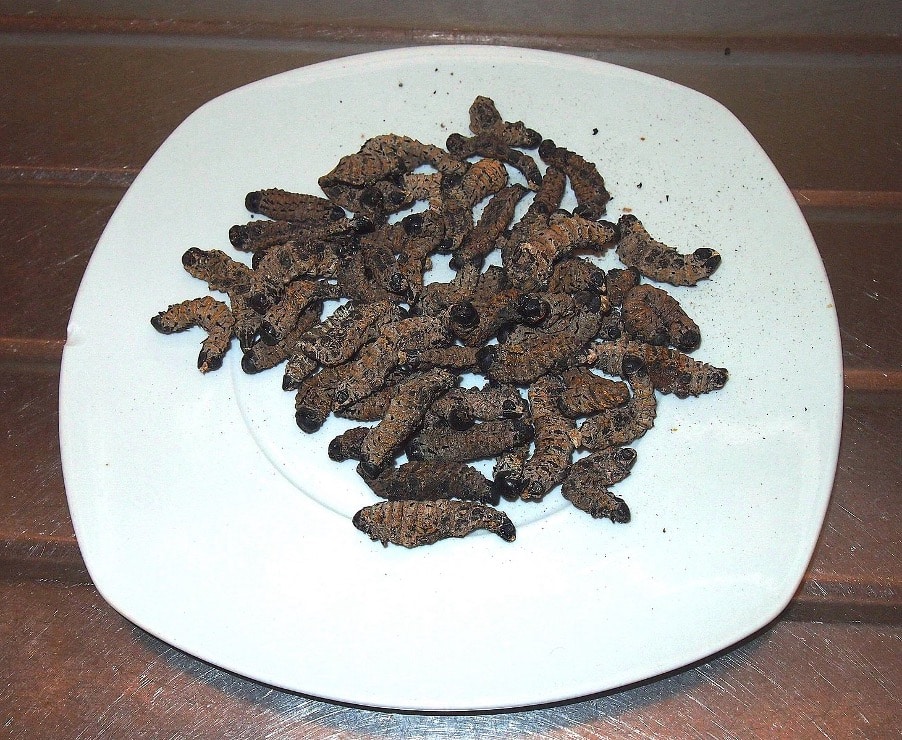 Mopane Worms, South Africa