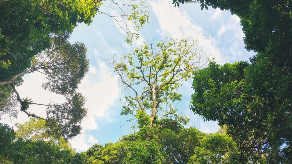 greenery - singapore why visit
