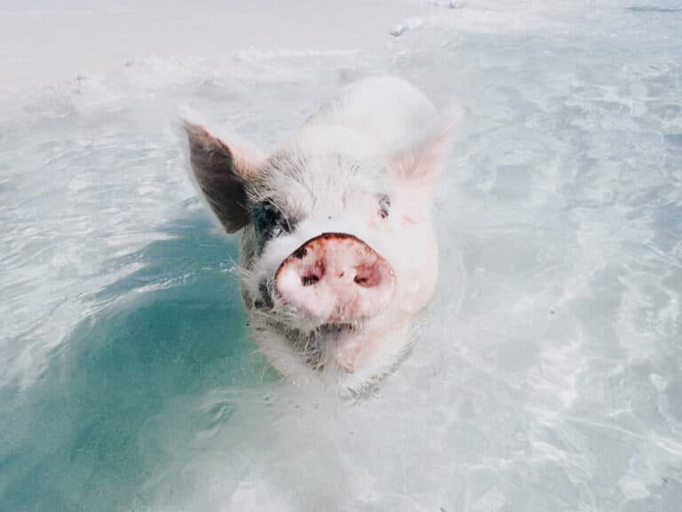 A Guide to Swimming with Pigs in the Bahamas