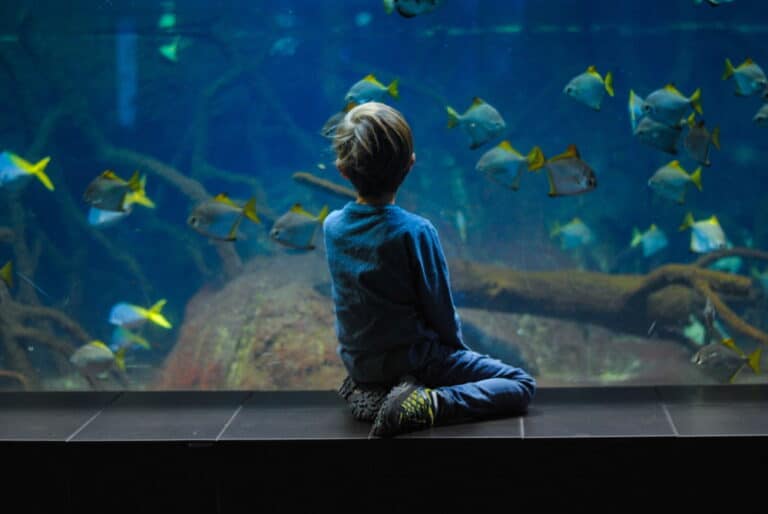 The Best Aquariums in the World