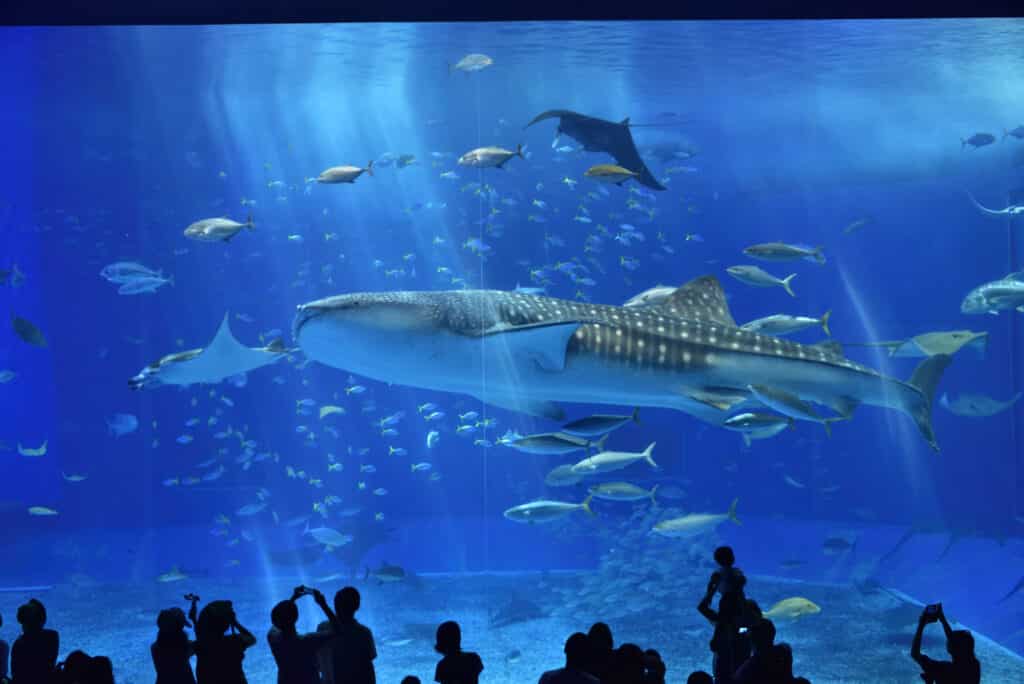 Okinawa Churaumi Aquarium