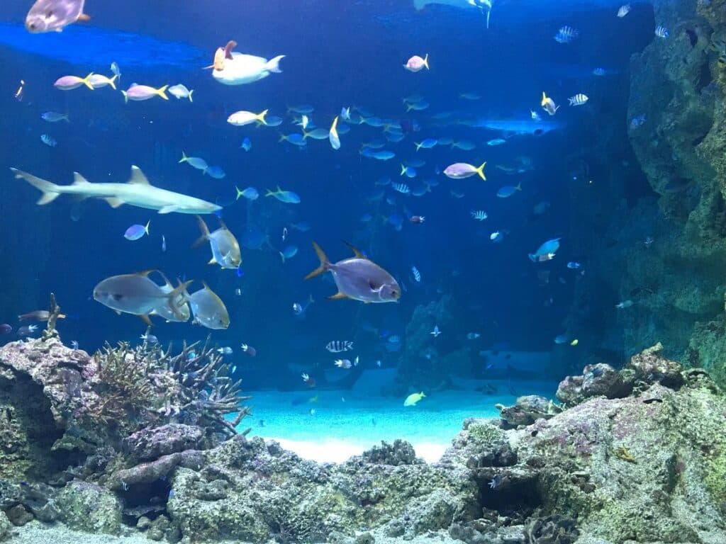 sydney aquarium