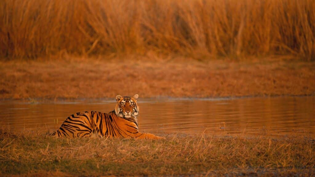 ranthambore-national-park-india