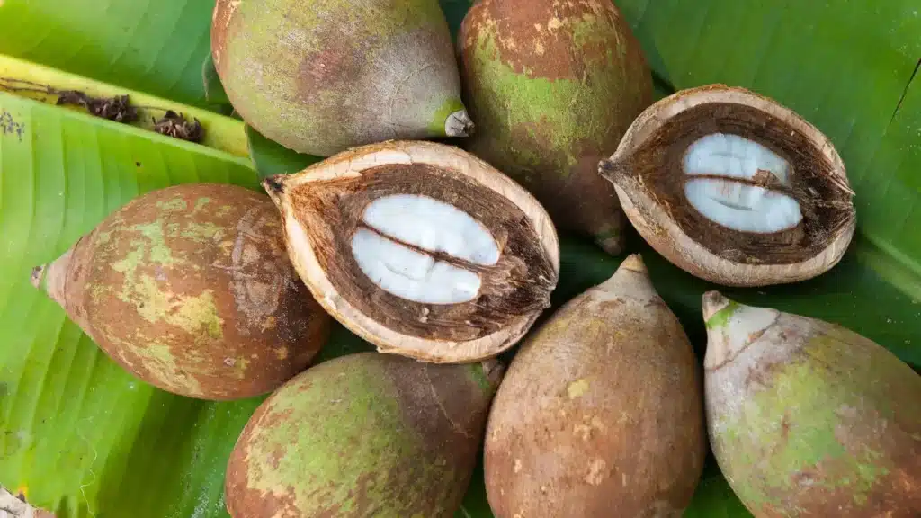 Babassu