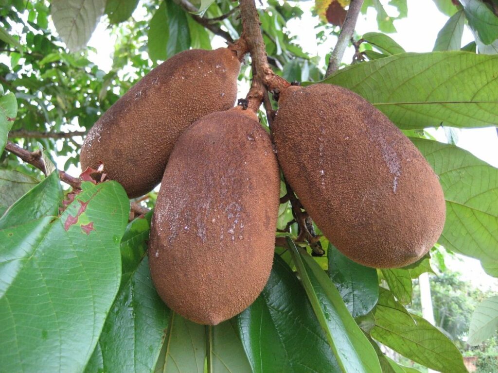 Cupuaçu