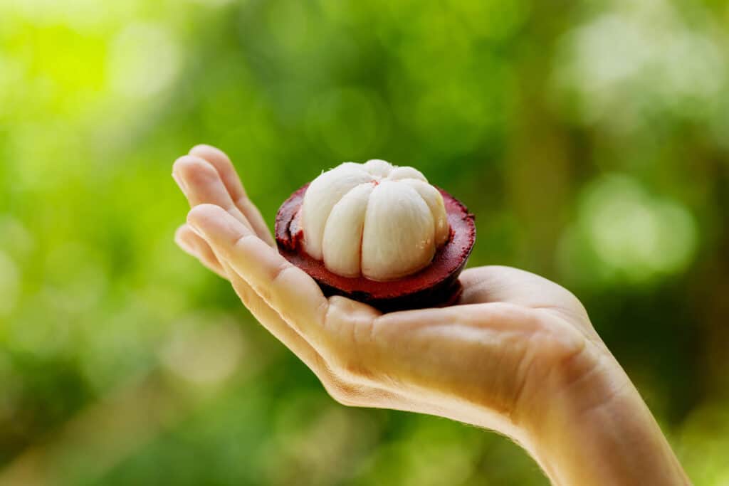 Exotic Asian fruits Mangosteen