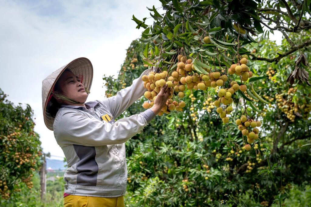 Longan