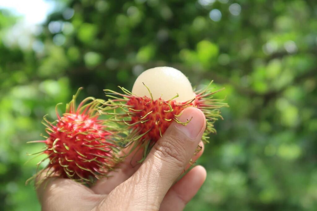 Rambutan