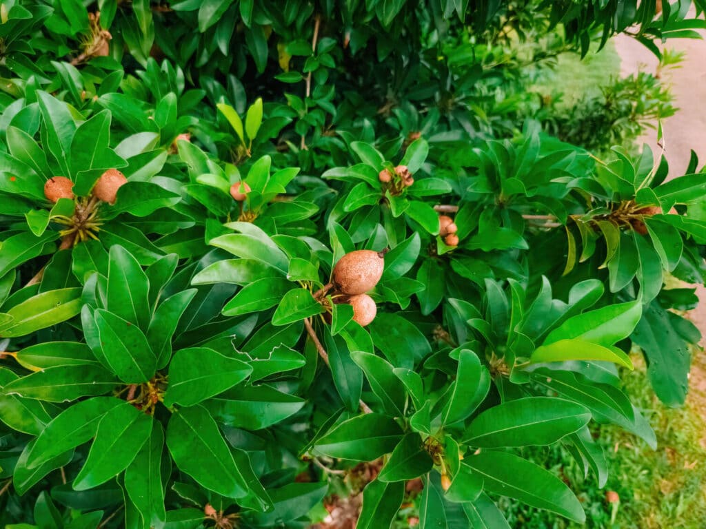 Sapote exotic south american fruits