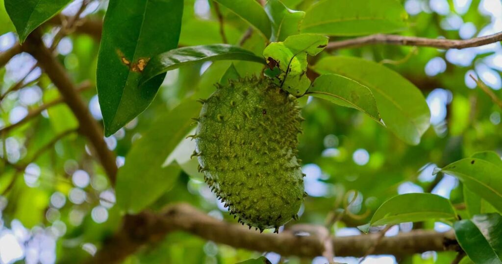 Soursop exotic south american fruits
