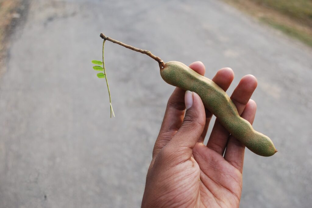 Tamarind
