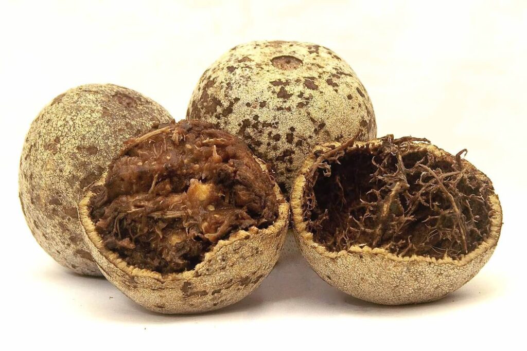 Wood Apple exotic Asian fruits