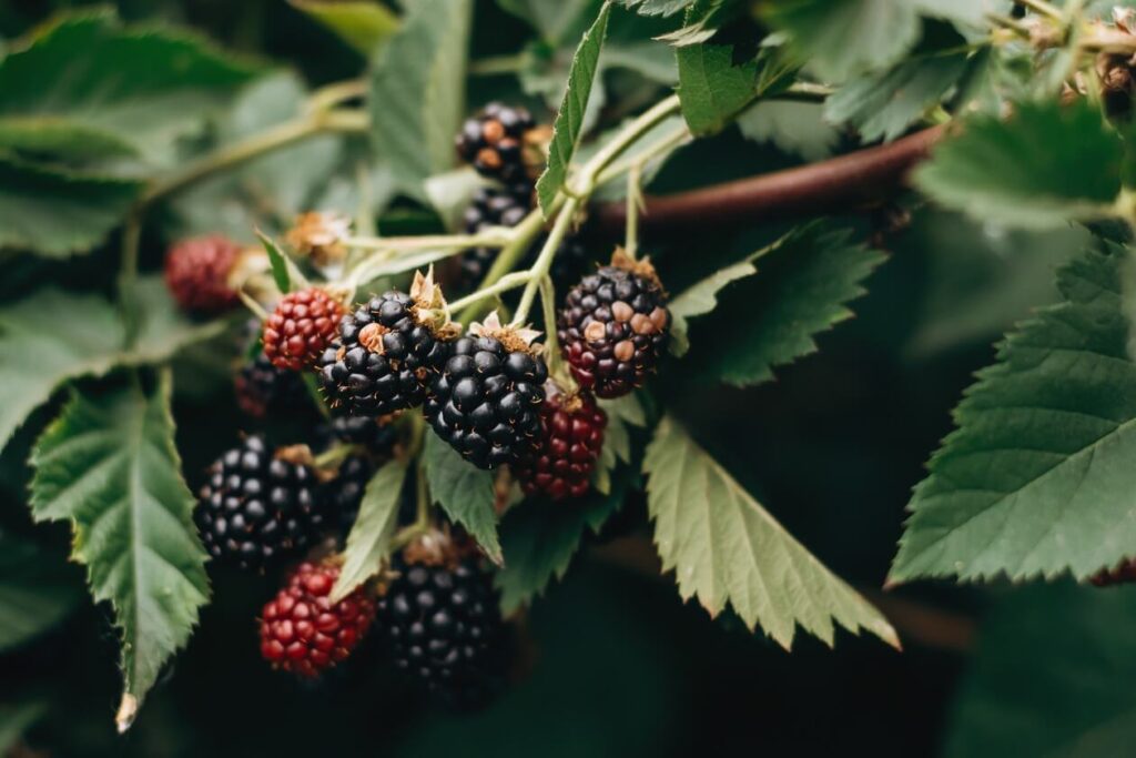blackberryexotic south american fruits