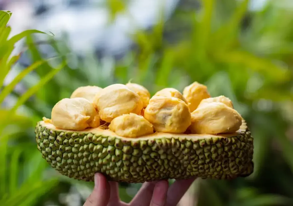 cempedak