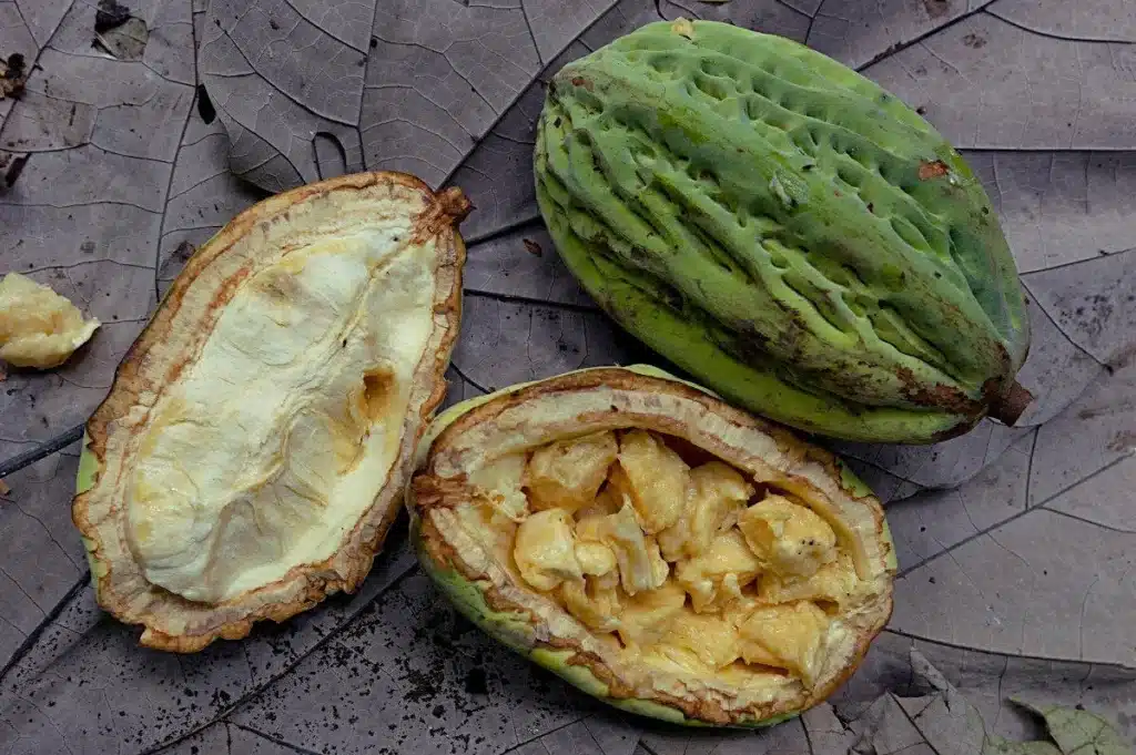 macambo