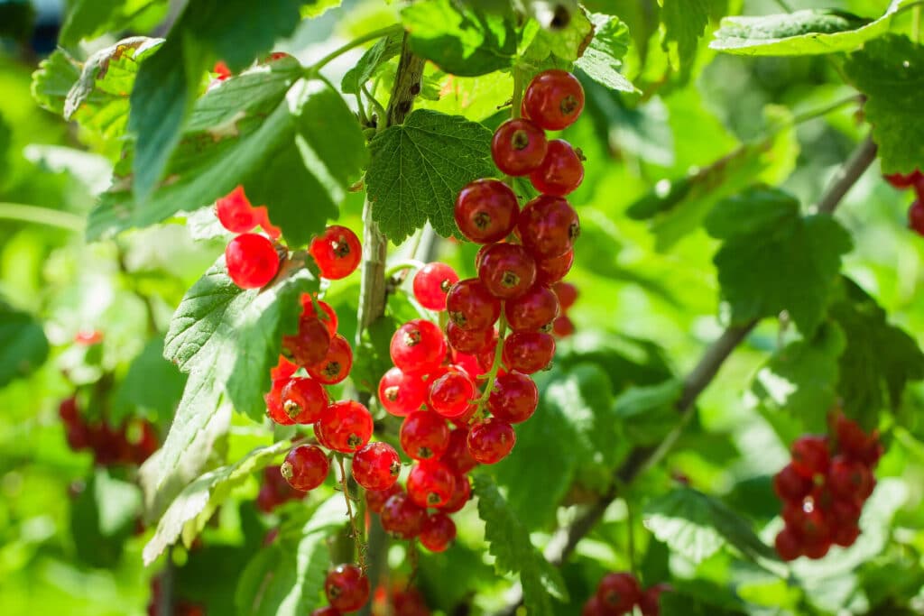 red currants exotic fruits south america