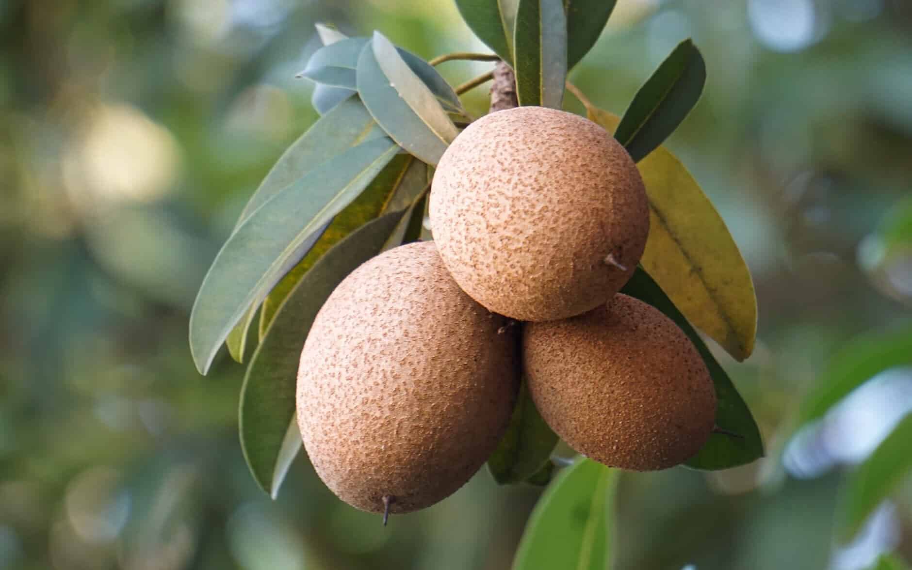 three-sapodilla-fruit-on-the-tree