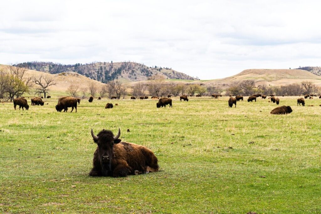 Custer State Park