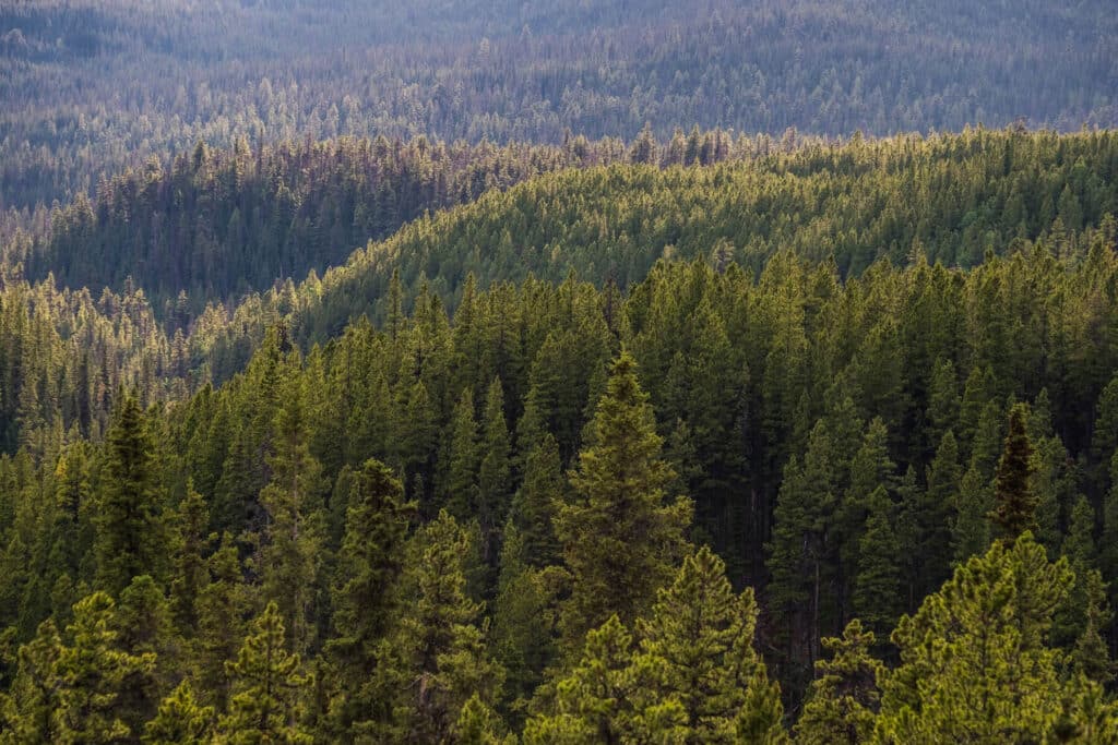 Lolo National Forest