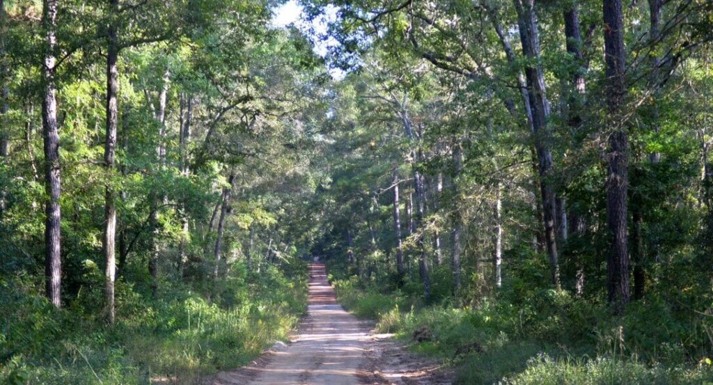 Sam Houston National Forest