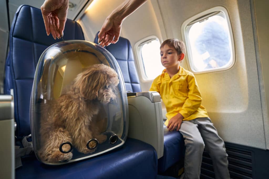 tips for traveling with pets on an airplane