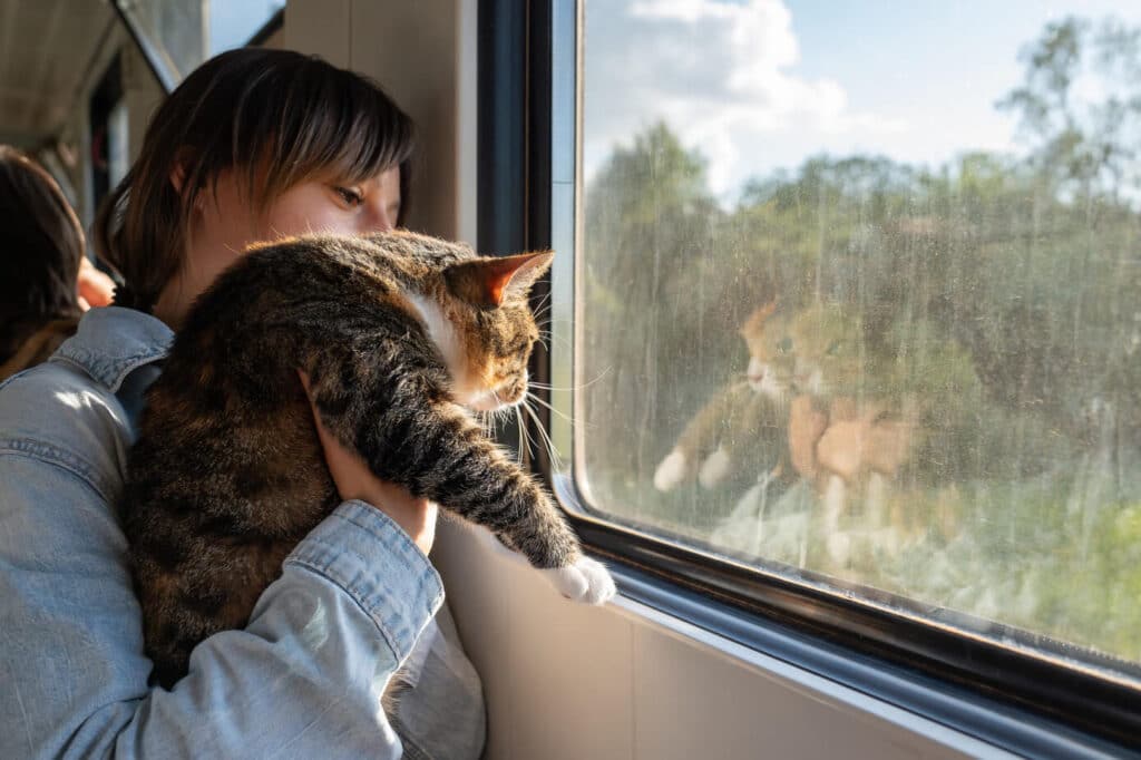 tips for travelling with pets
