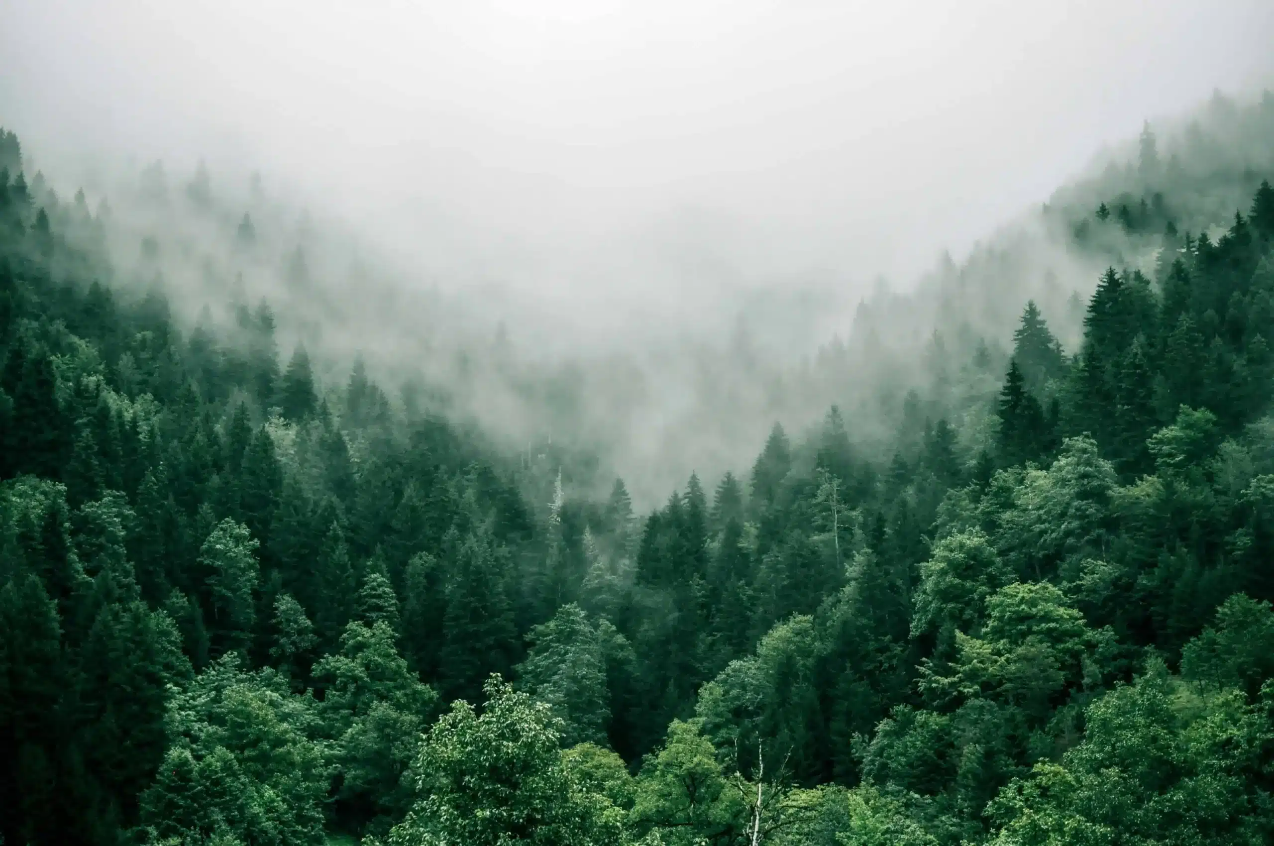 Forest Bathing Benefits