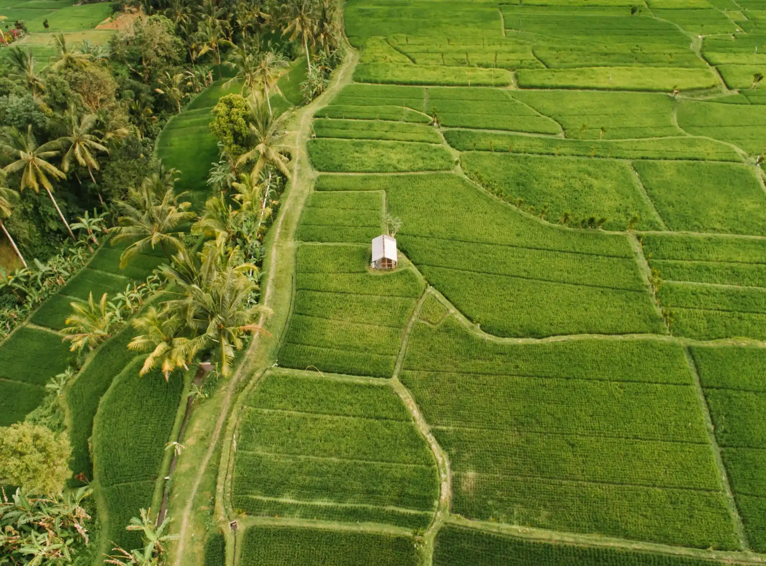 tips for visiting ubud