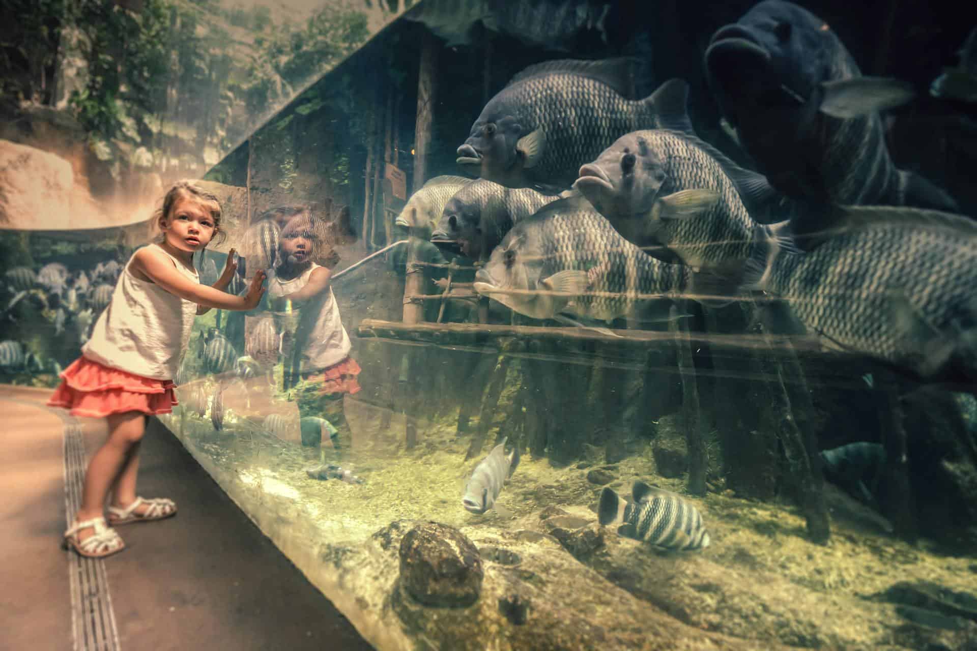Cairns Aquarium - world's best aquariums