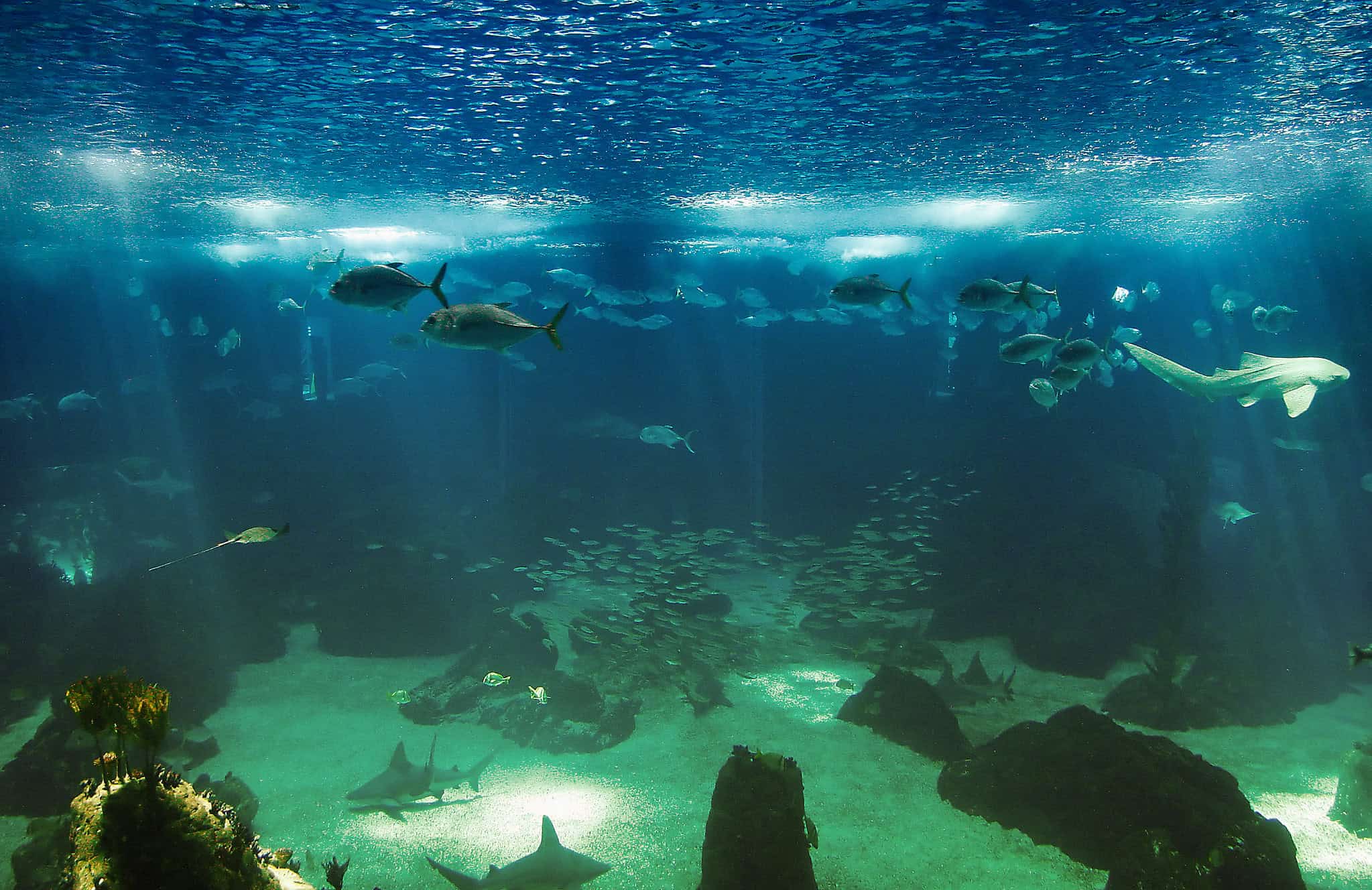 Lisbon Oceanarium