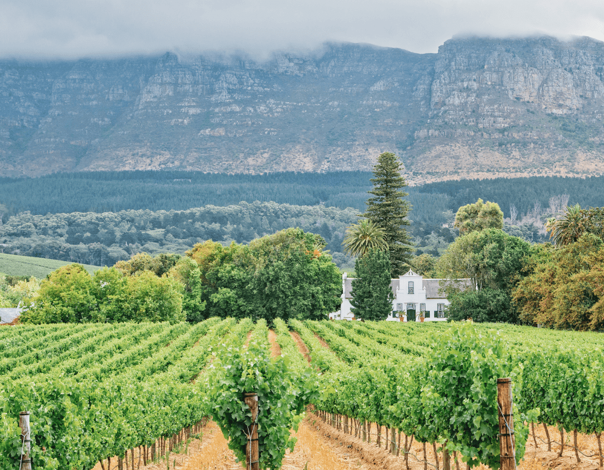 micro wedding south africa