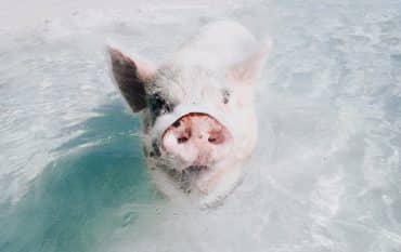 A Guide to Swimming with Pigs in the Bahamas