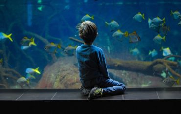 The Best Aquariums in the World