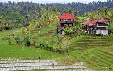 sick in bali